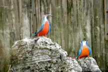 Kingfishers in Taichung