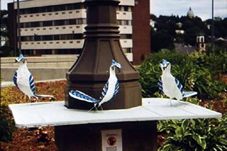 Blue Jays installed on platforms