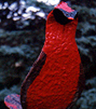 cardinal close up