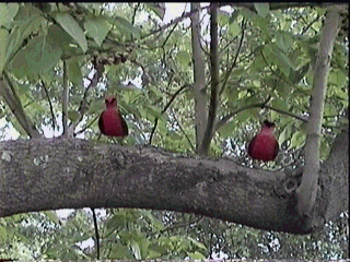 Cardinals installed in Wilcox Park