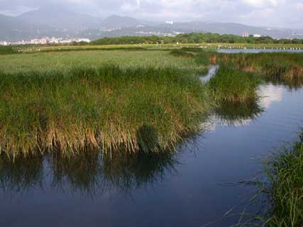 grassy marsh