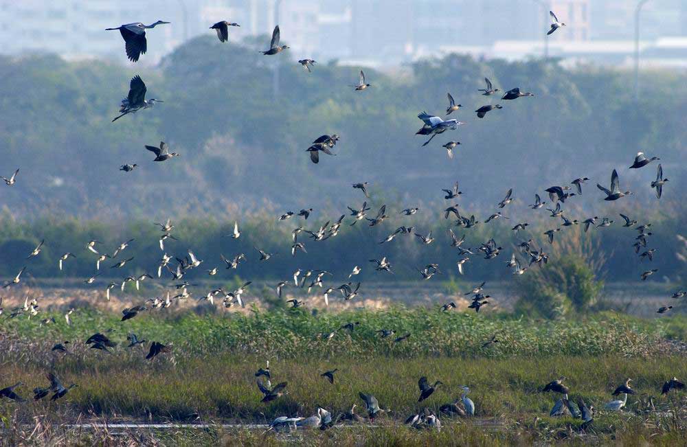 birds in wetlands