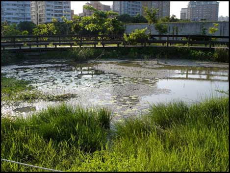 pond at the entrance