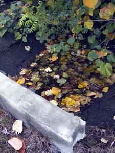 leaves floating in stream