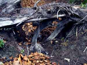 Fallen tree on path