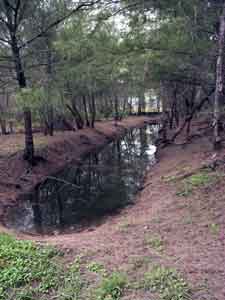 Wind Break forest