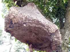 very large beehive