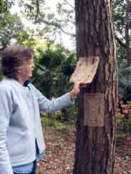 taking paper off the tree