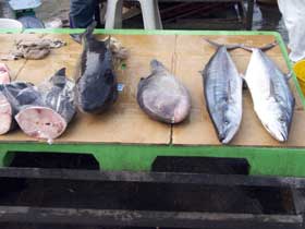 fish for sale