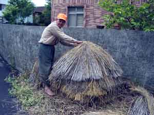 drying rice straw