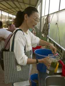 lady blending pulp