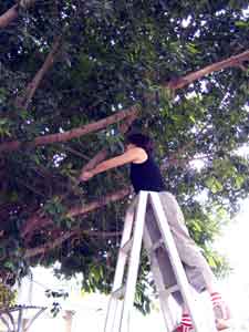 cutting tree