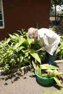 picking leaves