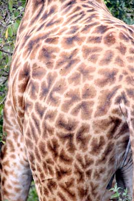 pattern and color of a giraffe