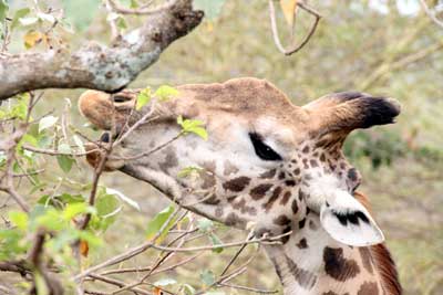 giraffe eating acacia