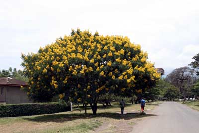 yellow acacia tree