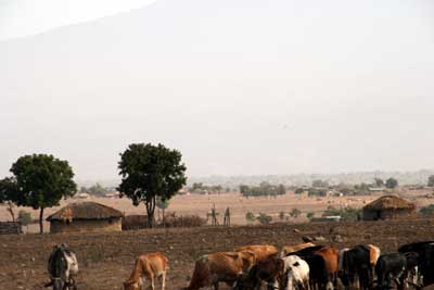 Roadside view of huts and cattle