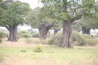 3 baobob trees