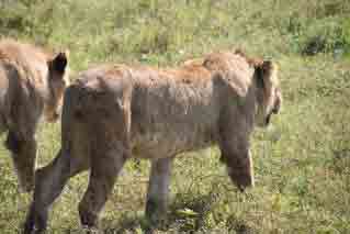 lions