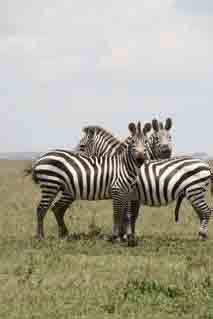 Zebras