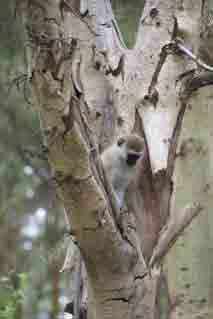 monkey in a tree