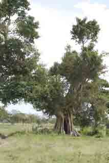 Cordia tree