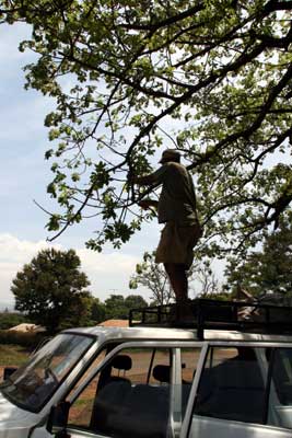 Samwell picking the Baobob tree branches  for making paper