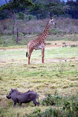 Wart hog and giraffe