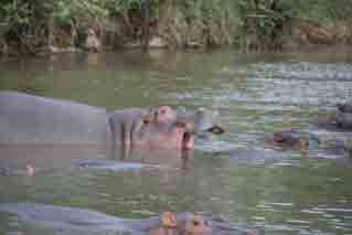 hippos