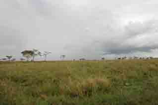 Rain on the Seringeti