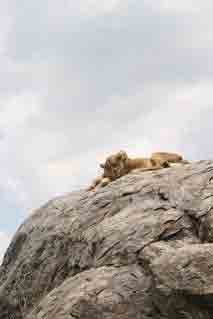 lion on a rock