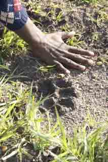 Lion track