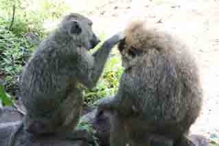 Baboons